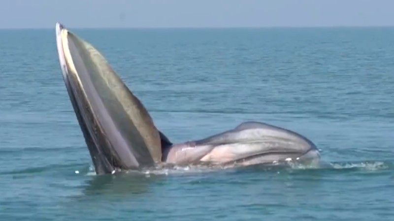 罕見(jiàn)！布氏鯨首次主動(dòng)靠近科研船