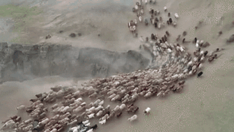 新疆福?？h43萬(wàn)牲畜踏上夏季轉(zhuǎn)場(chǎng)路