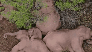 &ldquo;象&rdquo;往何處？ 亞洲象的&ldquo;正確睡姿&rdquo;什么樣？