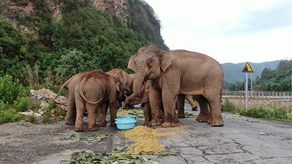 大象去哪兒？ 昨天野象群在玉溪易門活動