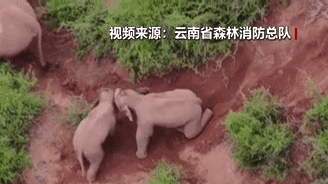 &ldquo;象&rdquo;往何方？野象群持續(xù)向南行進