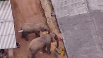 圈粉無(wú)數(shù)的&ldquo;大象旅行團(tuán)&rdquo;走到哪兒了？