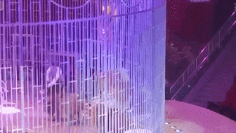 嚇壞觀眾 俄羅斯馬戲團(tuán)獅子&ldquo;打群架&rdquo;