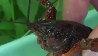 封殺！ 日本擬將小龍蝦指定為外來入侵物種