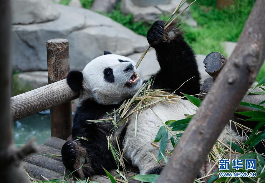（國(guó)際）（6）旅韓大熊貓&ldquo;愛寶&rdquo;&ldquo;樂寶&rdquo;來韓三周年
