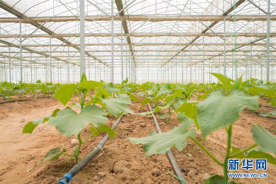 （國際&middot;&ldquo;一帶一路&rdquo;高峰論壇&middot;圖文互動(dòng)）（6）荒漠正在成為瓜果飄香的綠洲&mdash;&mdash;記中國國機(jī)重工埃及現(xiàn)代農(nóng)業(yè)溫室項(xiàng)目