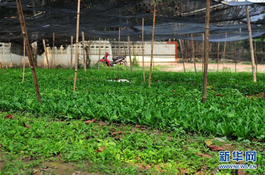 （國際&middot;&ldquo;一帶一路&rdquo;高峰論壇&middot;圖文互動(dòng)）（3）蔬菜基地誕生記&mdash;&mdash;中國技術(shù)讓老撾首都郊區(qū)農(nóng)戶受益匪淺