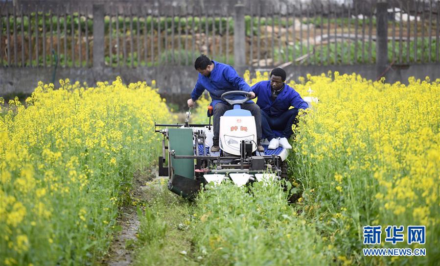 (在習(xí)近平新時(shí)代中國(guó)特色社會(huì)主義思想指引下——新時(shí)代新作為新篇章·總書記關(guān)切開(kāi)放事·圖文互動(dòng))(10)來(lái)中國(guó)“學(xué)種地”的“洋學(xué)生”