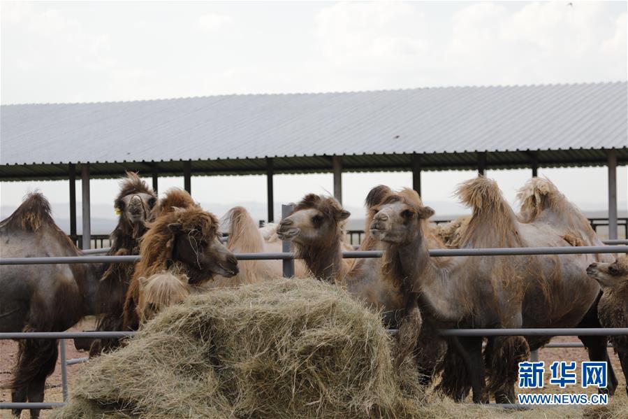 （國際&middot;圖文互動(dòng)）（1）從&ldquo;先遣隊(duì)&rdquo;到&ldquo;正規(guī)軍&rdquo;&mdash;&mdash;哈薩克斯坦駱駝奶粉入華記