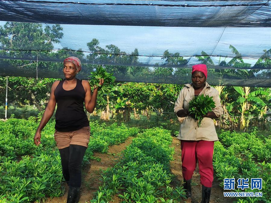 （國(guó)際&middot;圖文互動(dòng)）（1）通訊：&ldquo;有機(jī)&rdquo;已成古巴農(nóng)民生活方式