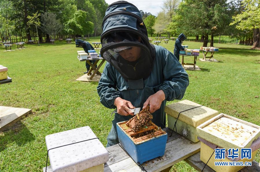（第三屆進博會&middot;圖文互動）（7）通訊：新西蘭的進博會味道，甜