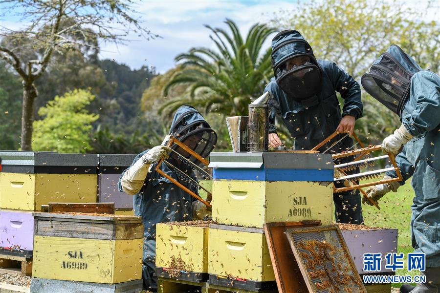 （第三屆進博會&middot;圖文互動）（8）通訊：新西蘭的進博會味道，甜