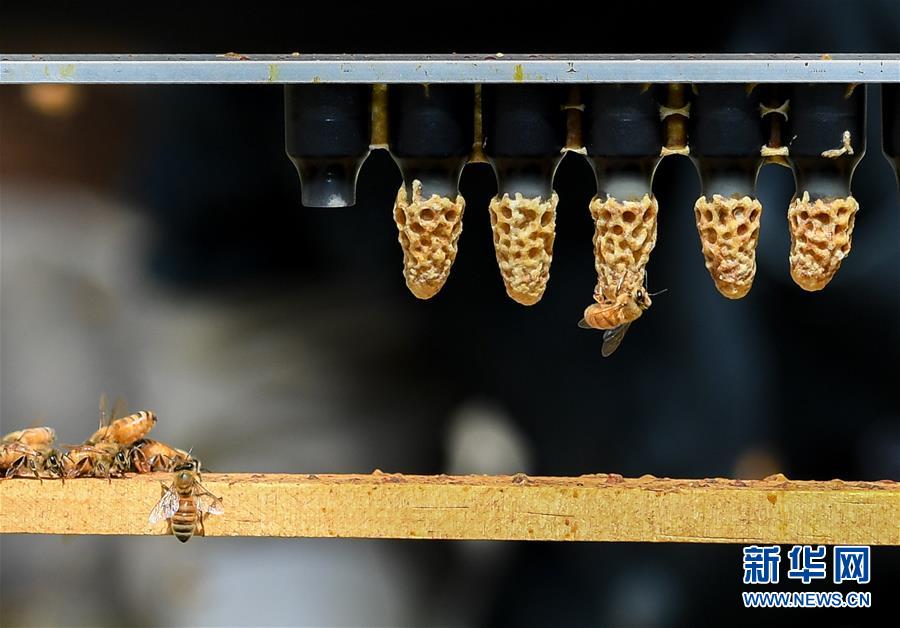 （第三屆進博會&middot;圖文互動）（9）通訊：新西蘭的進博會味道，甜