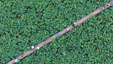 江西進(jìn)賢2000畝蓮花盛開(kāi) 鳥瞰畫面呈現(xiàn)&ldquo;幾何美&rdquo;