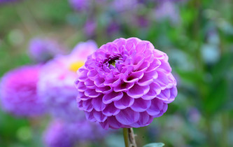 宛如童話世界！昆明撈魚河濕地公園8萬株大麗花綻放