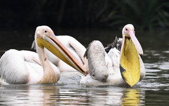 白鵜鶘&ldquo;作客&rdquo;?？? />  
<div>白鵜鶘“作客”?？?/div>
</a>
<a href=