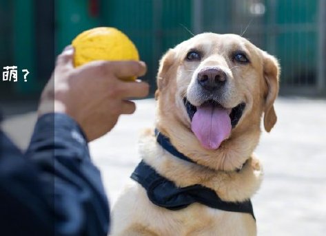 為了&ldquo;破冰&rdquo;，它們英勇無畏！