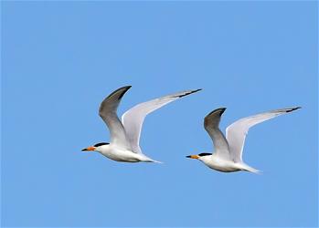 特寫(xiě)：&ldquo;神話(huà)之鳥(niǎo)&rdquo;的&ldquo;閩江口舞步&rdquo;